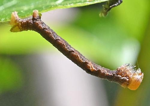 Hypomecis punctinalis